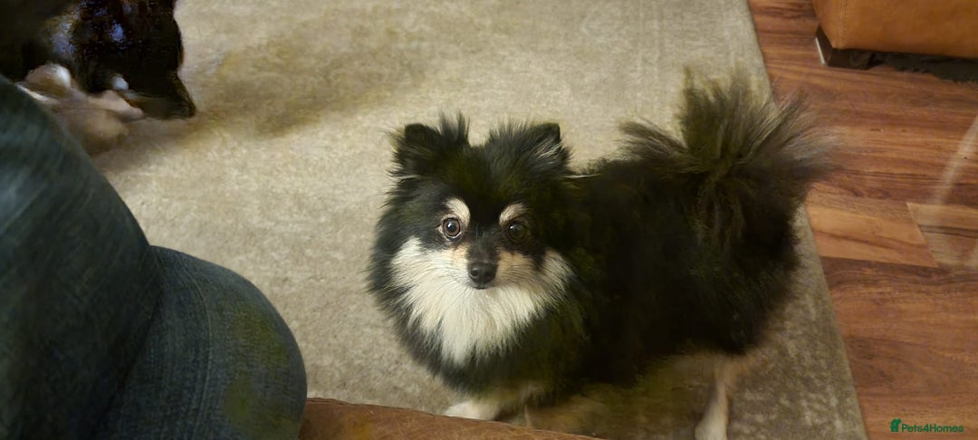 Pomeranian dogs for sale: Pomeranian Puppies For Sale - Image 6