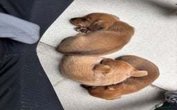 Mixed Breed dogs for sale: F1 dameranians  - Image 7