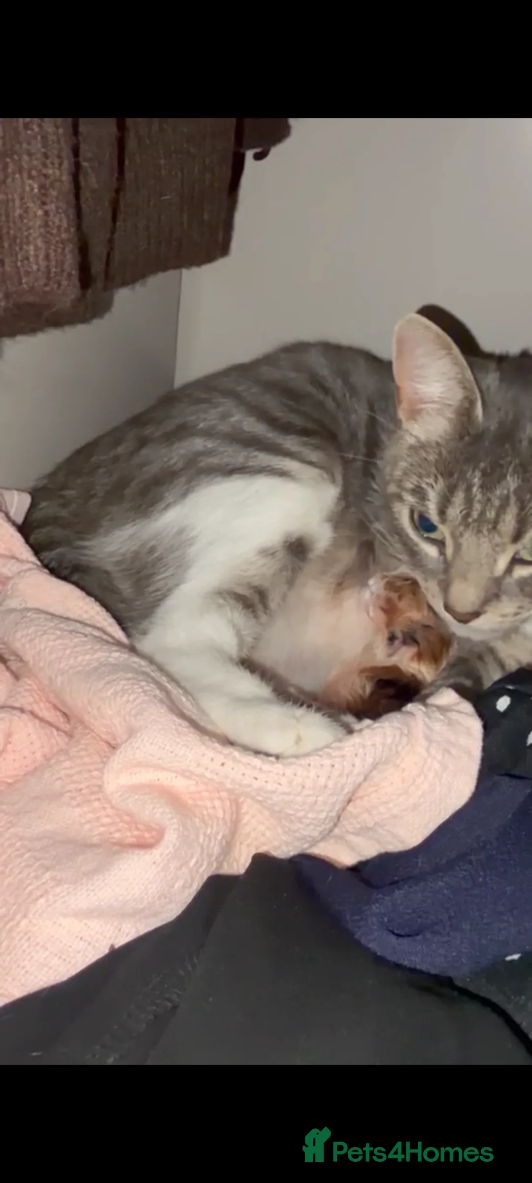 Domestic Shorthair cats for sale: 5.5 Month Old Female Kitten - Juno  in York - Advert 2