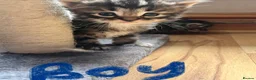 Mixed Breed cats for sale: Beautiful bengal x  - Advert 13