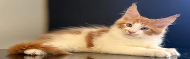 Maine Coon 3
