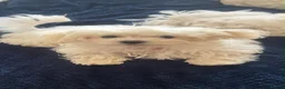 Maltese dogs for sale: 🐶 Beautiful Maltese Puppies for Sale 🐶 in Hayes - Advert 5