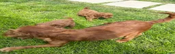 Cavapoo dogs for sale: Deep red cavpoo girls - Advert 7
