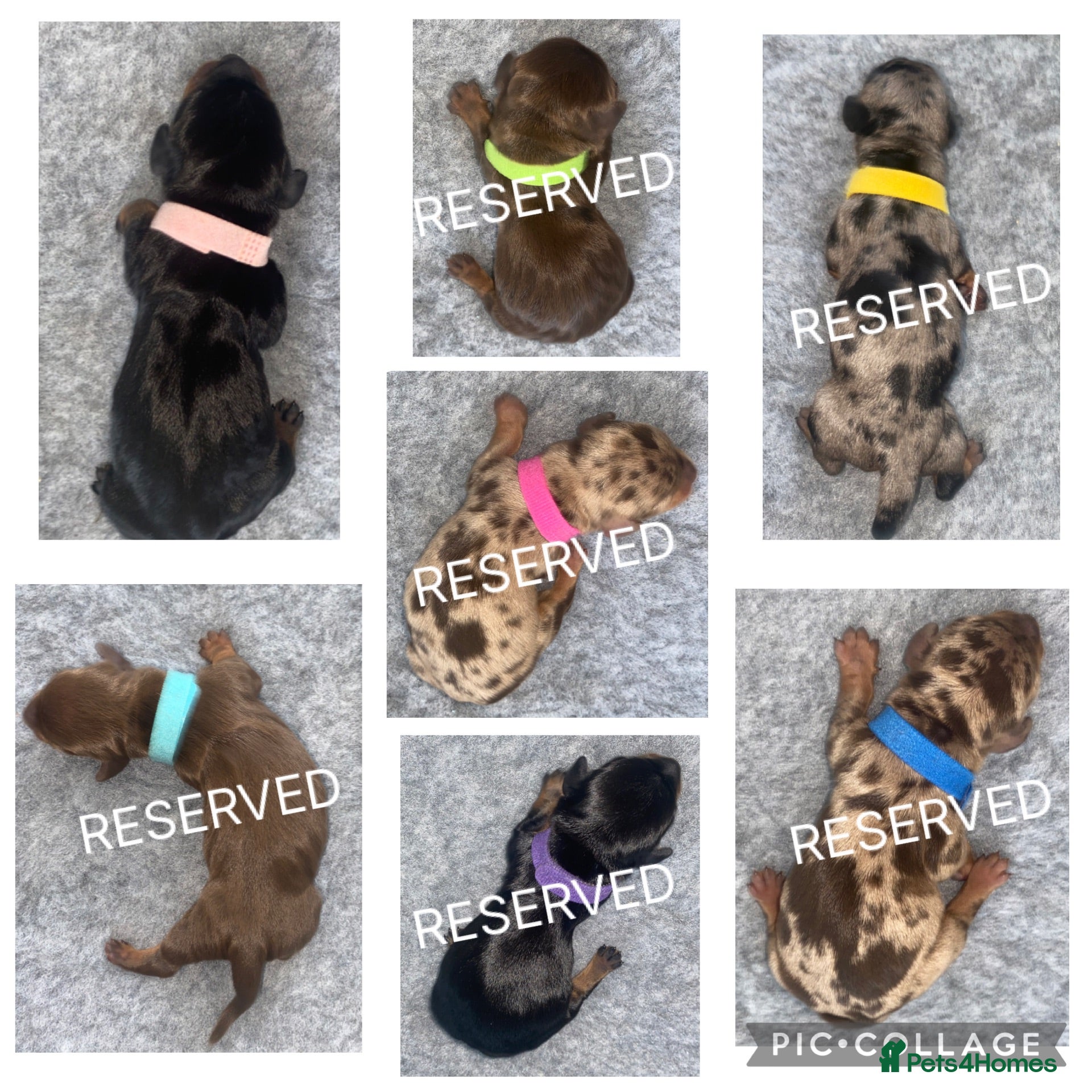 Miniature Dachshund dogs Miniature Dachshund Puppies - Advert 13