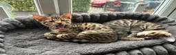 Mixed Breed cats for sale: Beautiful Bengal’s X - Advert 11