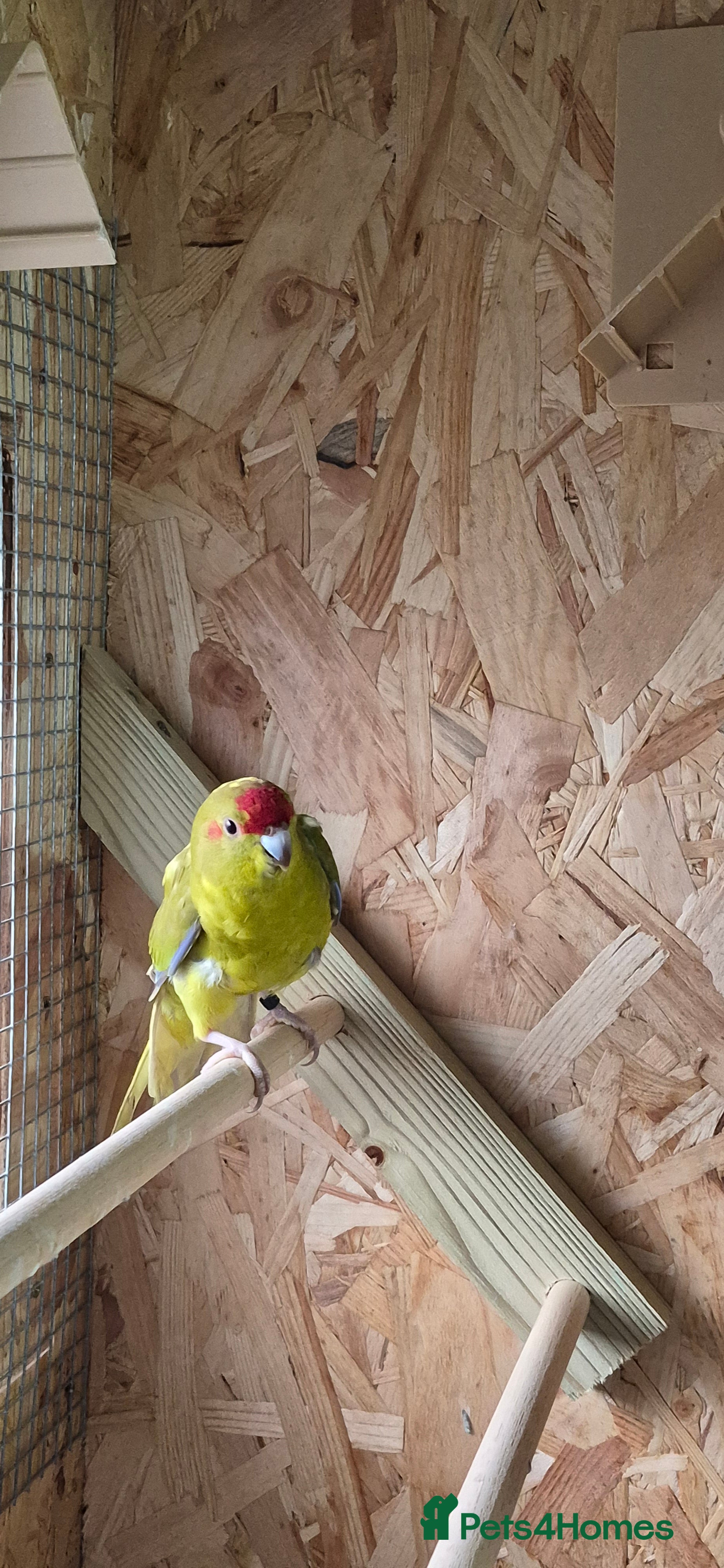 Parakeets birds Kakariki  - Advert 2