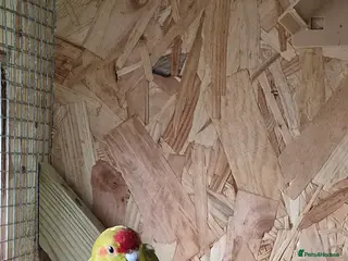 Parakeets birds Kakariki - Advert 2