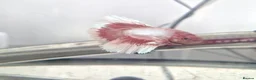 Bettas fish for sale: X3 betta fish - Advert 6