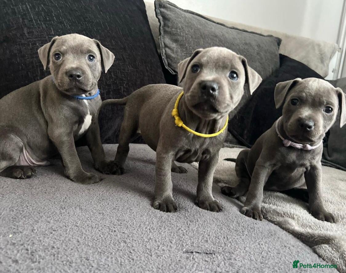 Staffordshire Bull Terrier dogs Kc blue staffordshire bull terrier puppies - Advert 1