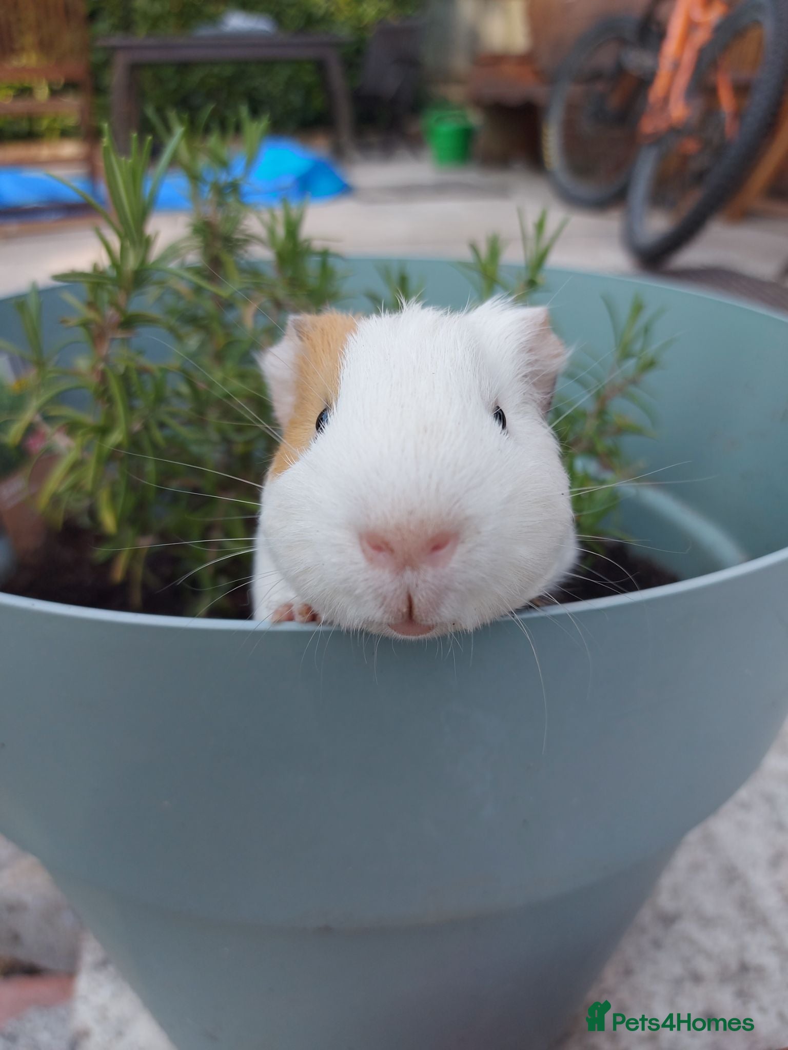 Guinea Pig rodents Beautiful baby Guinea PIgs - Advert 2