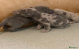 Cane Corso dogs for sale: Beautiful Cane corso Pups  - Image 22