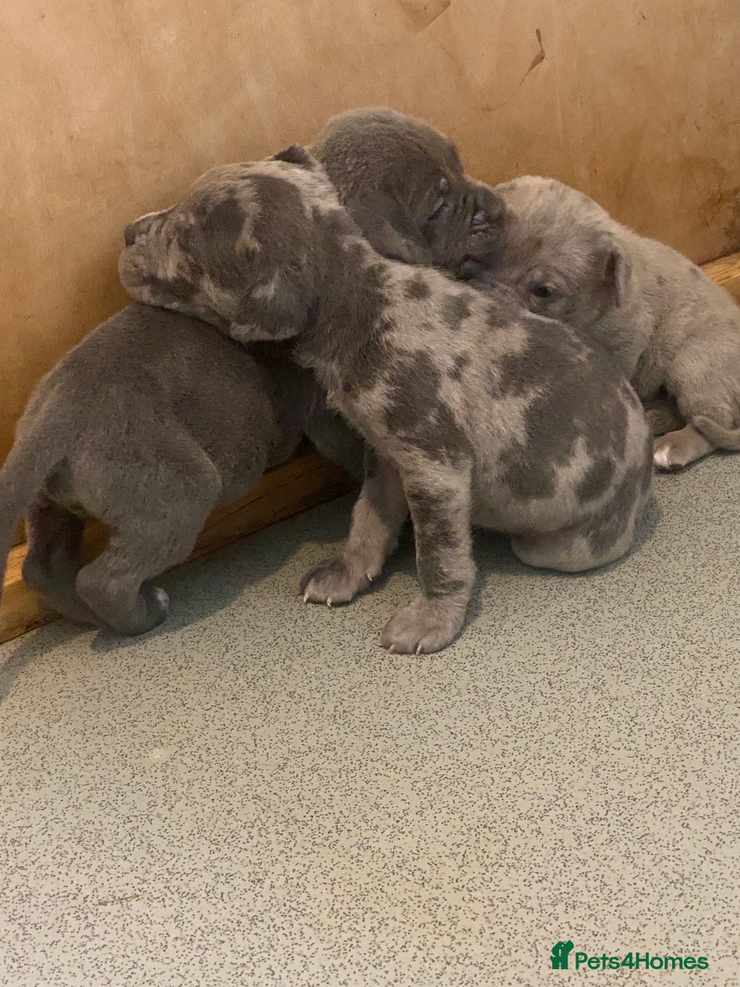 Cane Corso dogs for sale: Beautiful Cane corso Pups  - Image 22