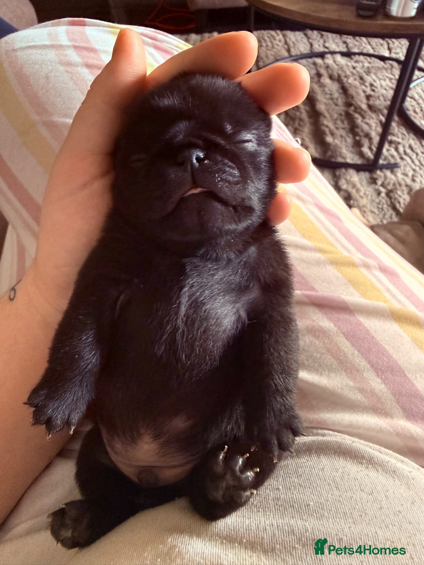 Pug dogs 🐾 **PUG PUPPIES – INTEREST NOW BEING TAKEN 🐾** - Advert 13