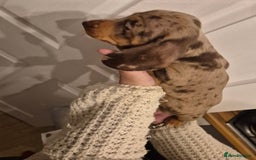 Miniature Dachshund dogs for sale: miniature daschund from £1200 - £1000 - Image 13