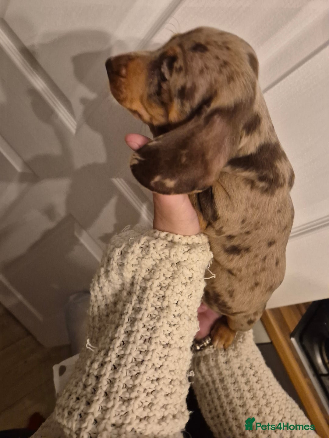 Miniature Dachshund dogs for sale: miniature daschund from £1200 - £1000 - Image 13