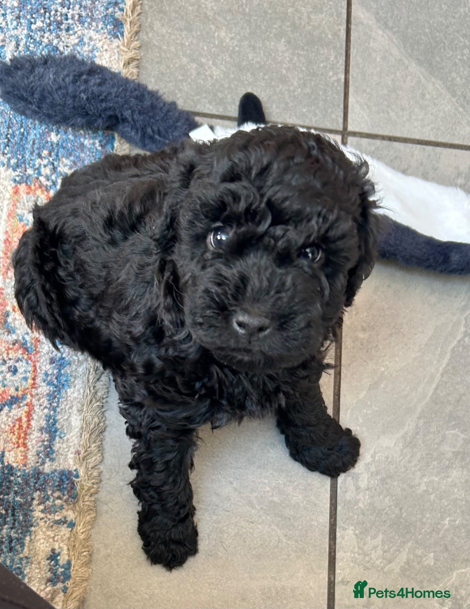 Sproodle dogs Gorgeous Sproodle puppies F1B - Advert 1