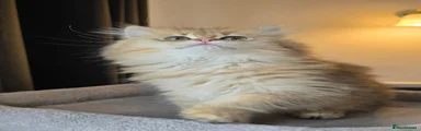 British Longhair Kitten 3