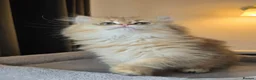 British Longhair cats for sale: Stunning British Longhair Kittens–TICA Registered - Advert 10