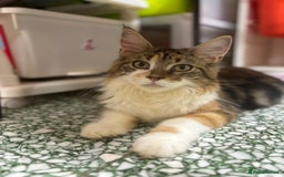 Maine Coon cats for sale: Maine Coon kitties - Advert 7