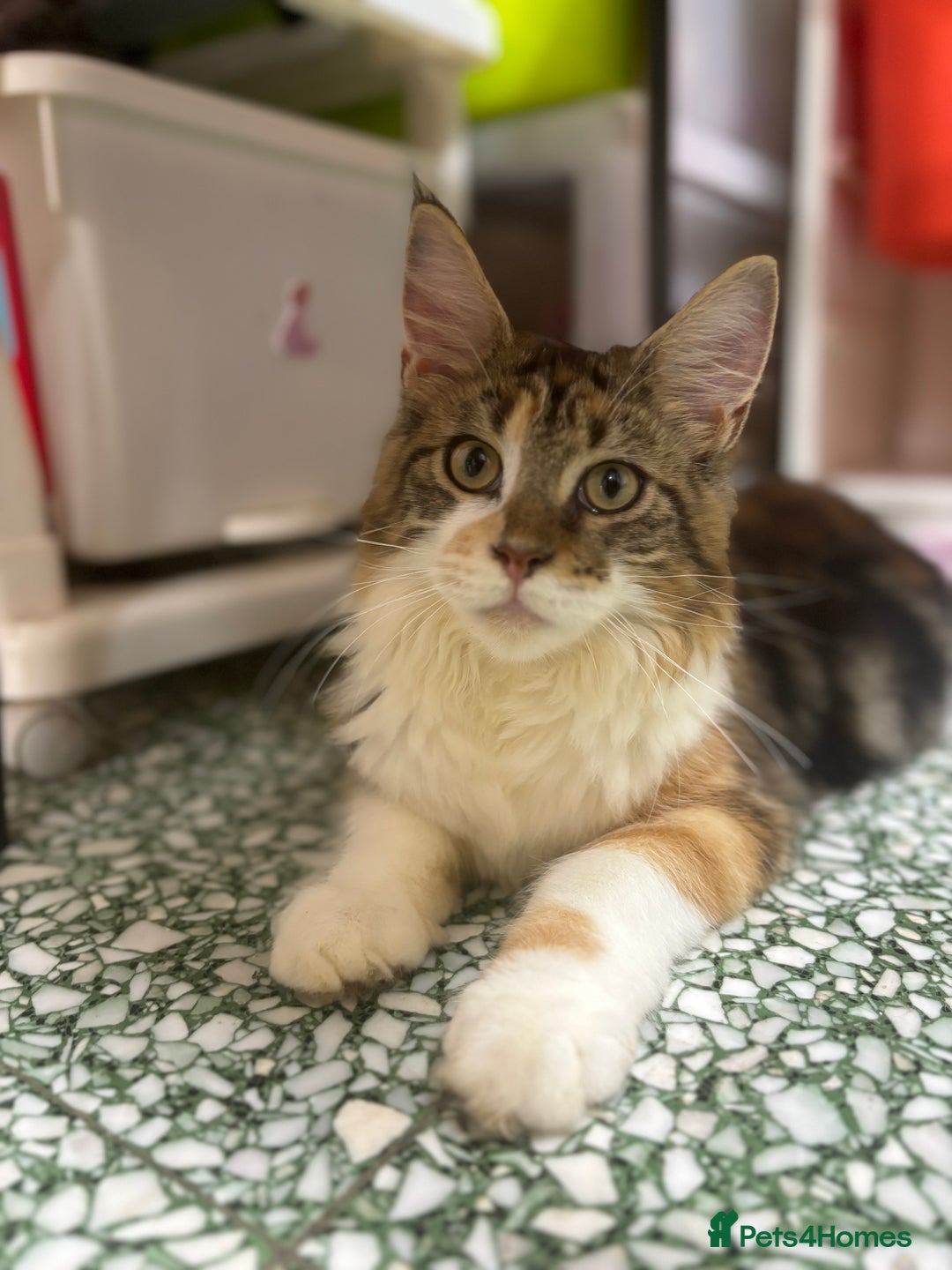 Maine Coon cats for sale: Maine Coon kitties - Advert 7