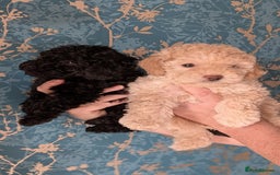 Toy Poodle dogs for sale: Two male health tested toy poodles - Image 5