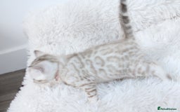 Bengal cats for sale: 😻OUTSTANDING SHOW BENGALS. SHOW WINNING PARENTS🏆 - Image 16