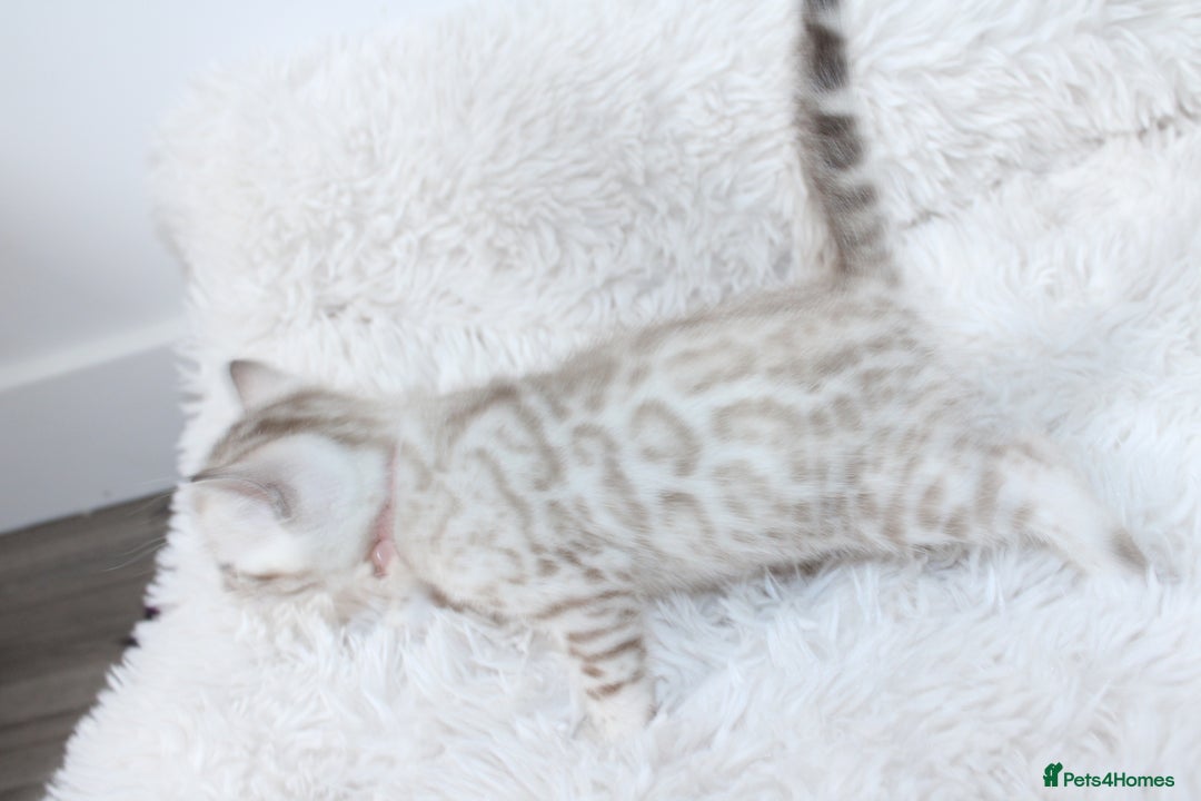 Bengal cats for sale: 😻OUTSTANDING SHOW BENGALS. SHOW WINNING PARENTS🏆 - Image 16