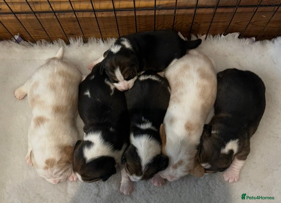 Beagle dogs Champion Bred Puppies (KC reg) - Advert 2