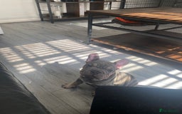 French Bulldog dogs for sale: 3boys and 2 girls kc  in London - Image 22