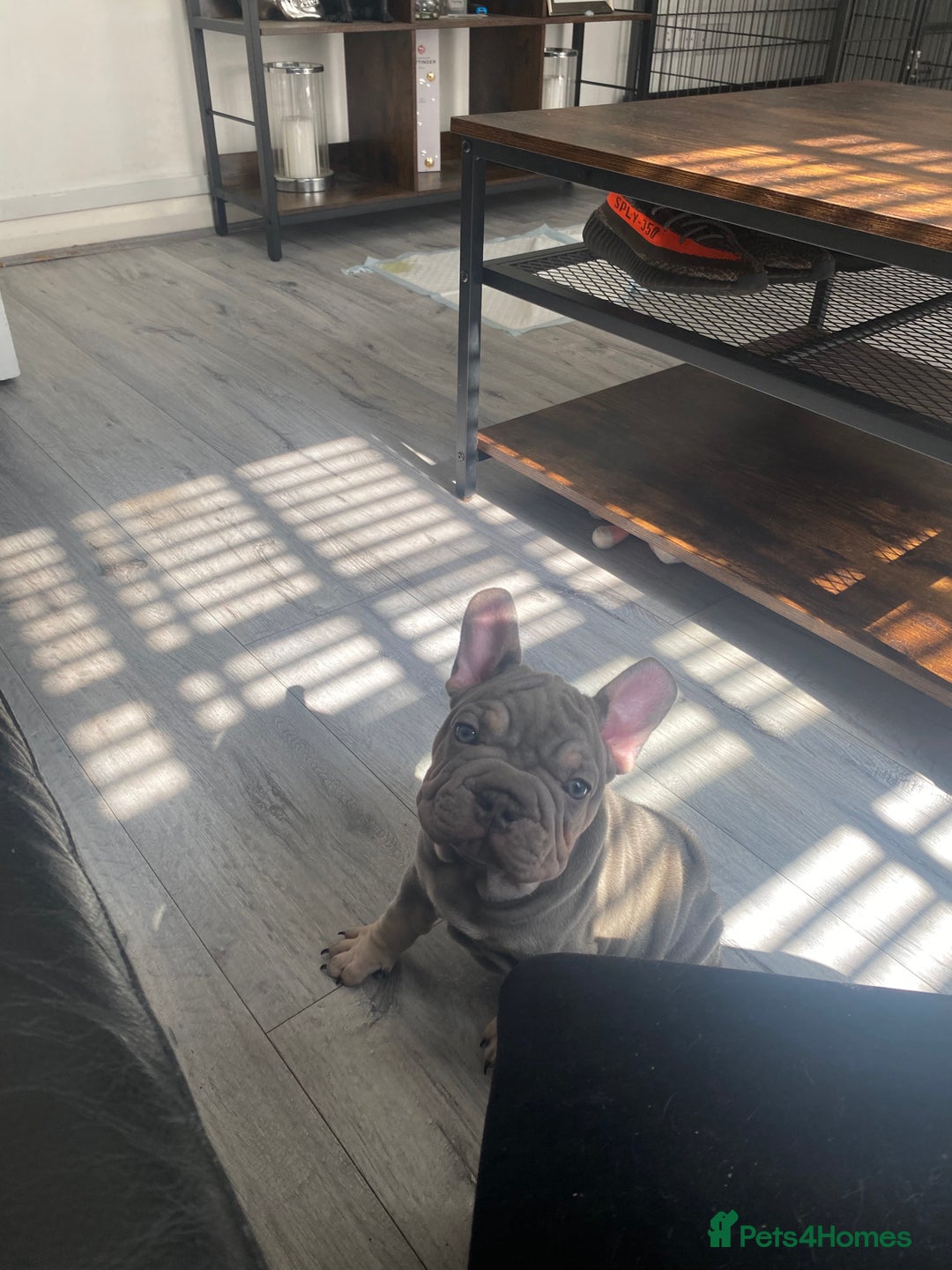 French Bulldog dogs for sale: 3boys and 2 girls kc  in London - Image 22