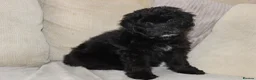 Aussiedoodle dogs for sale: Aussiedoodle F1 Health Tested KC registered parent - Advert 9