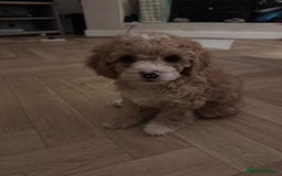 Mixed Breed dogs for sale: Cavapoo X Shihpoo puppies for sale - Image 1