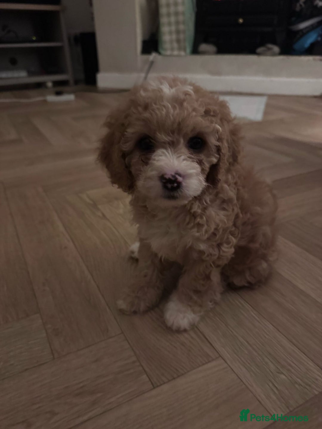 Mixed Breed dogs for sale: Cavapoo X Shihpoo puppies for sale - Image 1