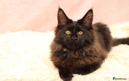 Maine Coon cats for sale: 🔥Last Maine Coon kitten available 🔥 - Image 21
