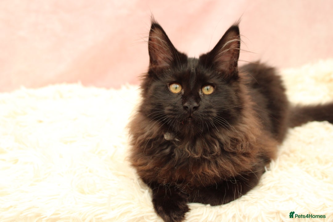 Maine Coon cats for sale: 🔥Last Maine Coon kitten available 🔥 - Image 21