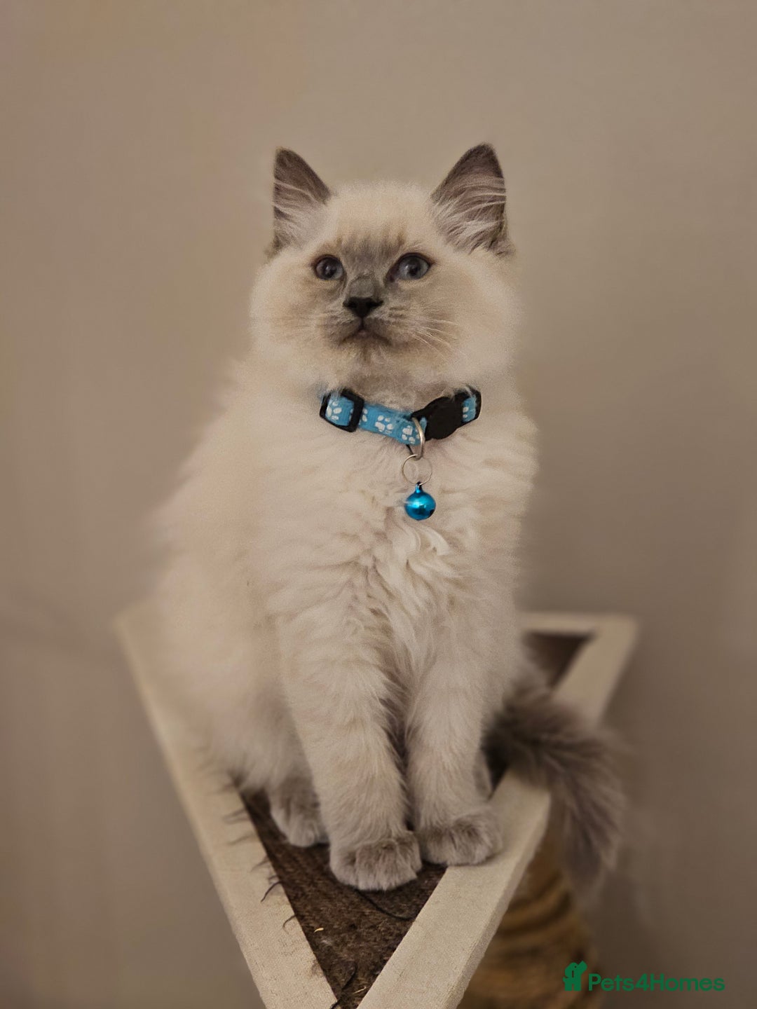 Ragdoll cats for sale: Ragdoll  - Advert 2