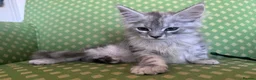 Maine Coon cats for sale: Maine coon active females  - Advert 4