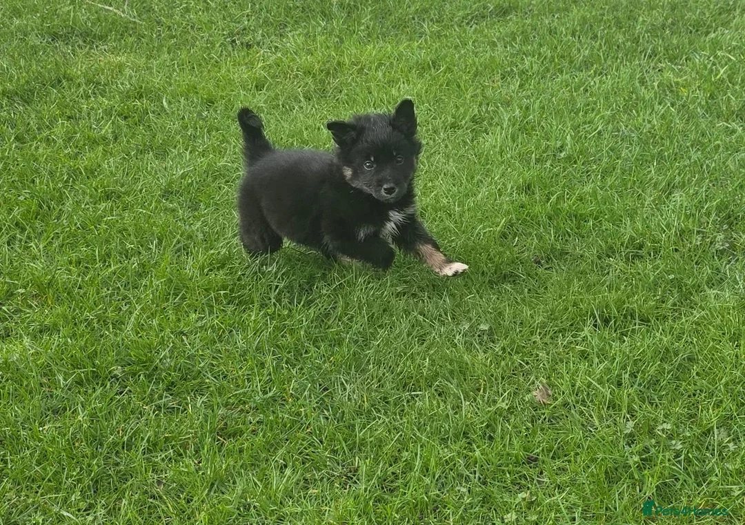 Golden Shepherd dogs for sale: Golden shepherd puppies  in Romford - Advert 1