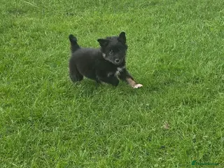 Golden Shepherd dogs Golden shepherd puppies in Romford - Advert 4