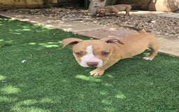 American Bully dogs for sale: Super chunky pocket bullies Ready to leave! - Image 25