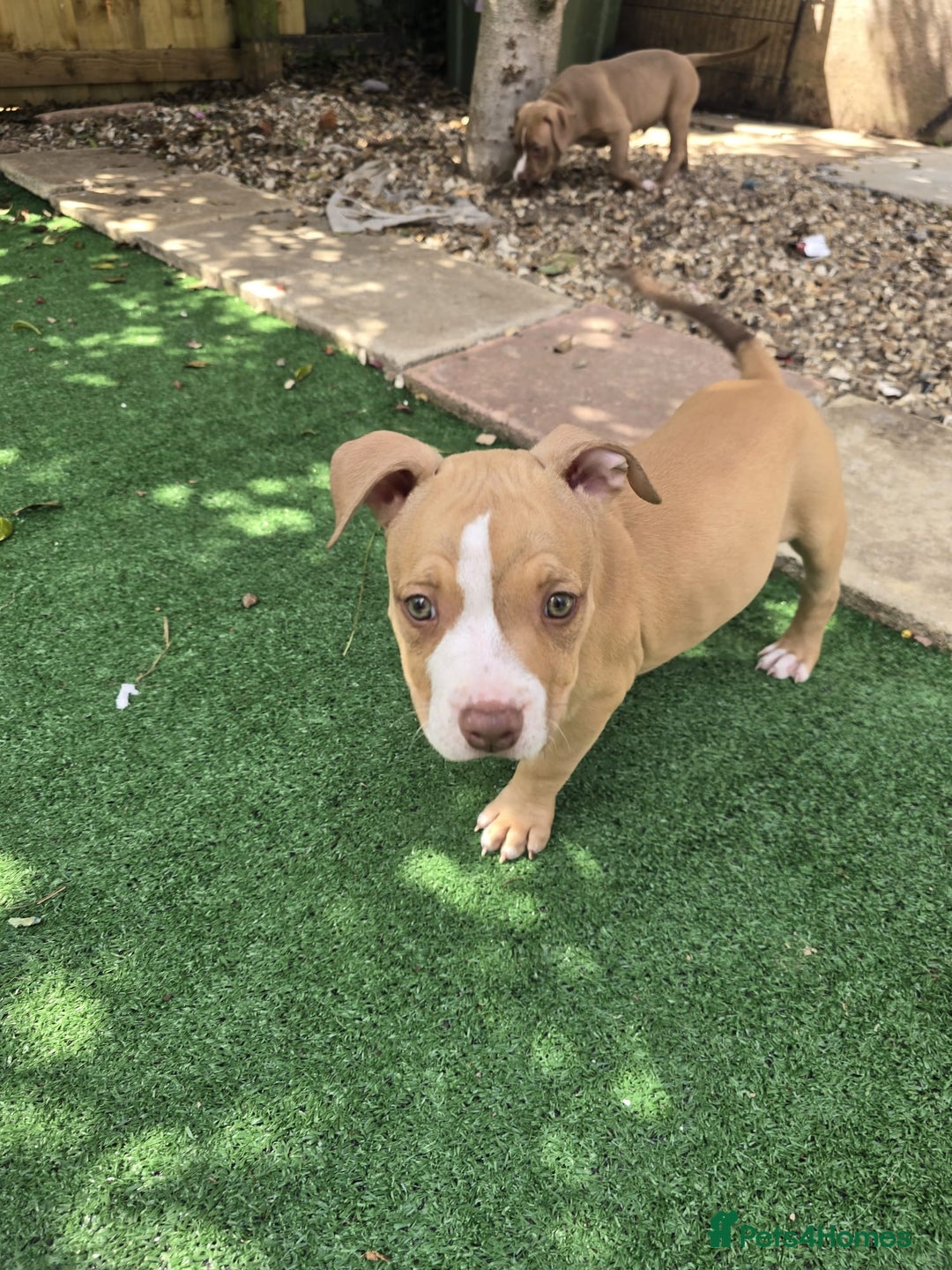 American Bully dogs for sale: Super chunky pocket bullies Ready to leave! - Image 25