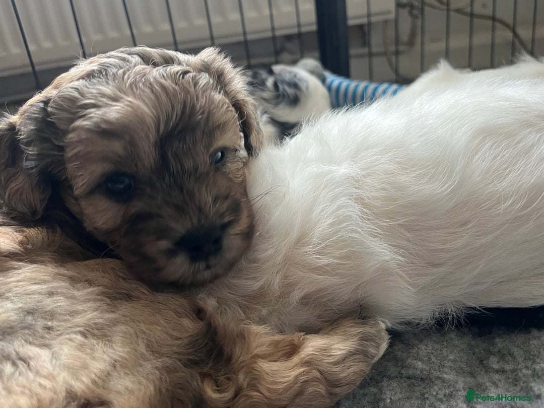 Mixed Breed dogs for sale: Gorgeous little Peekapoo’s - Image 1