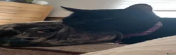 French Bulldog dogs for sale: French bulldog for sale - Advert 9