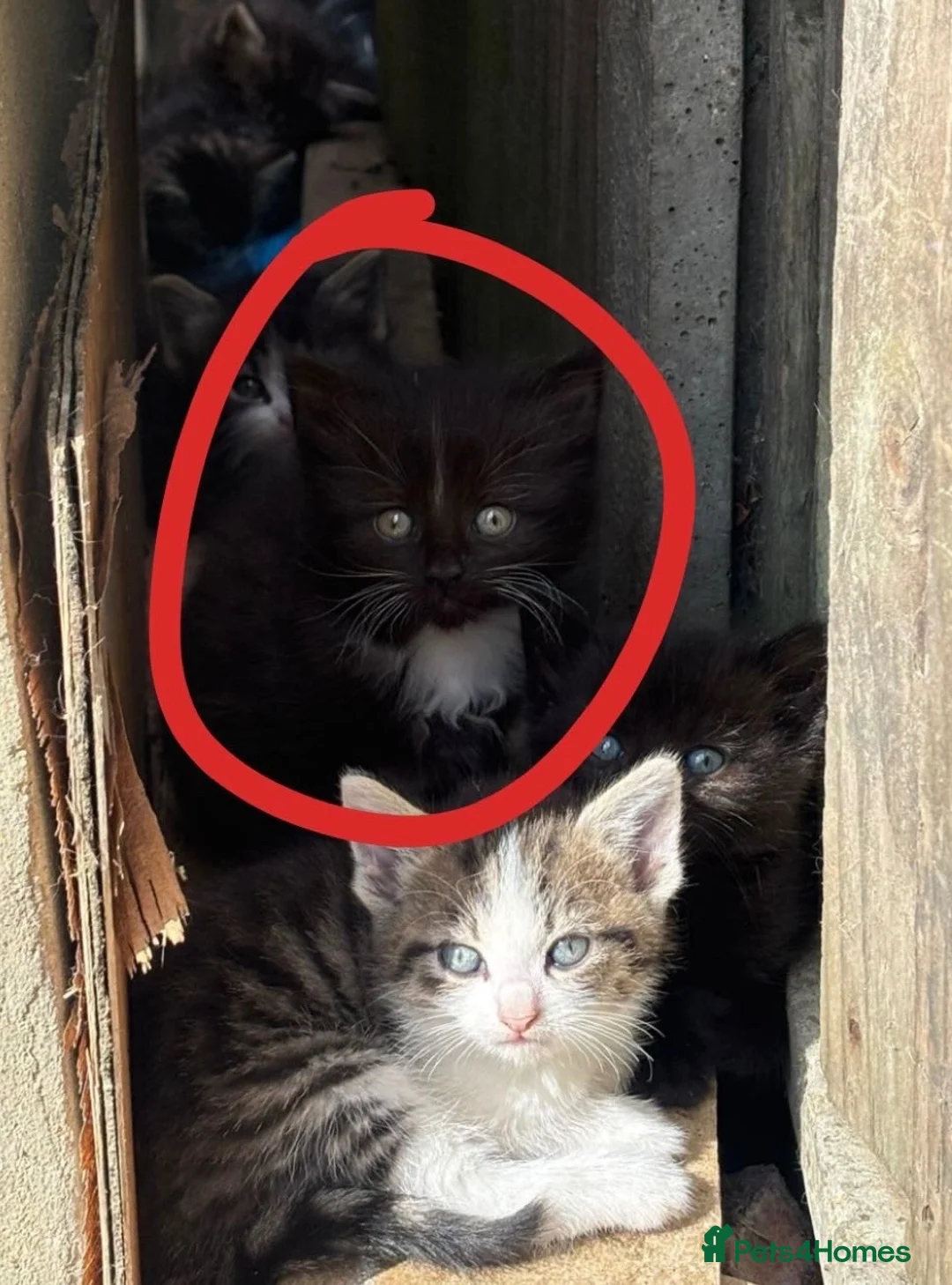 Mixed Breed cats for sale: Adorable Young Kittens Looking for Loving Homes  - Advert 9