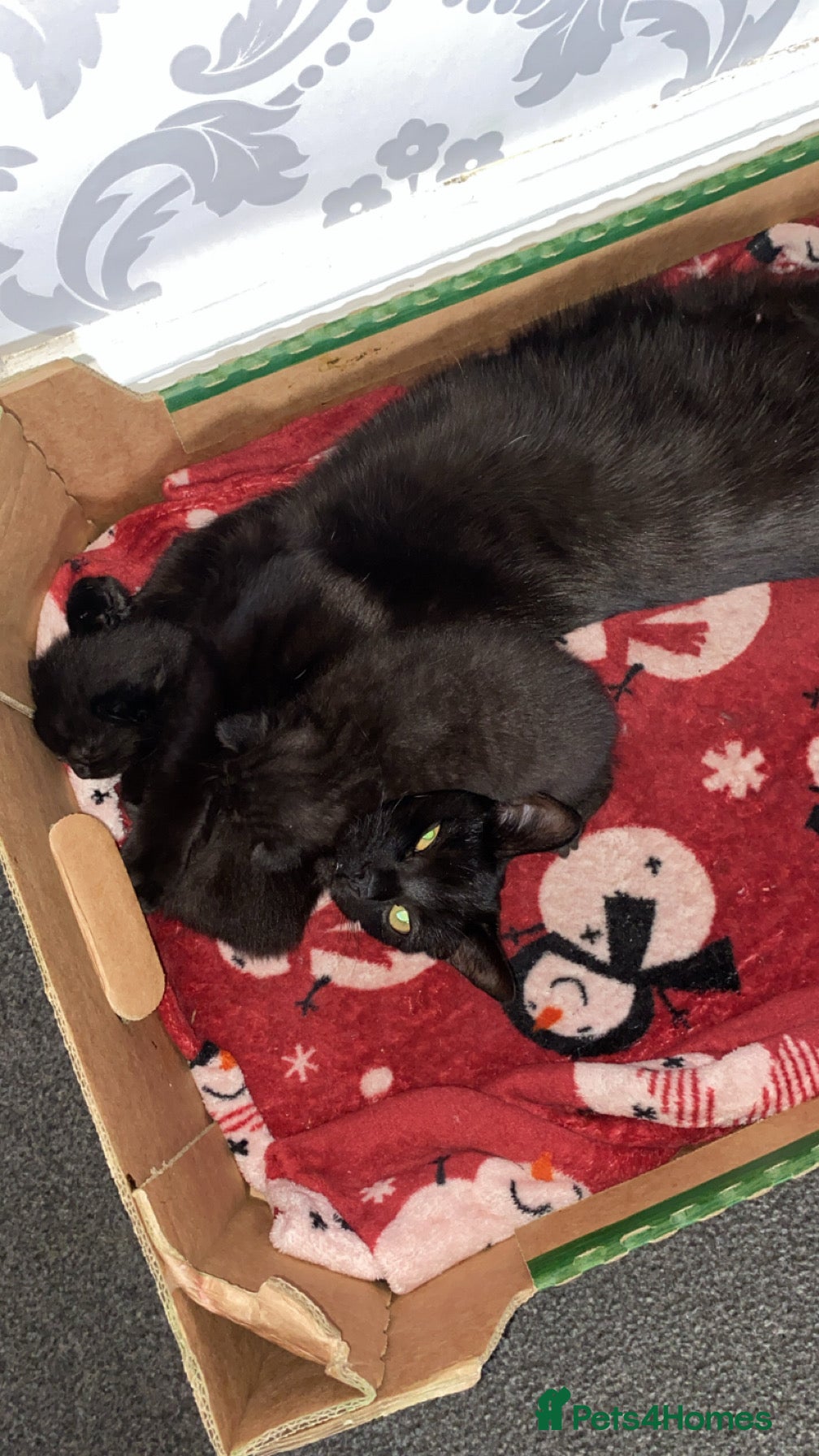 Mixed Breed cats One boy 💙 one girl ❤️ - Advert 2