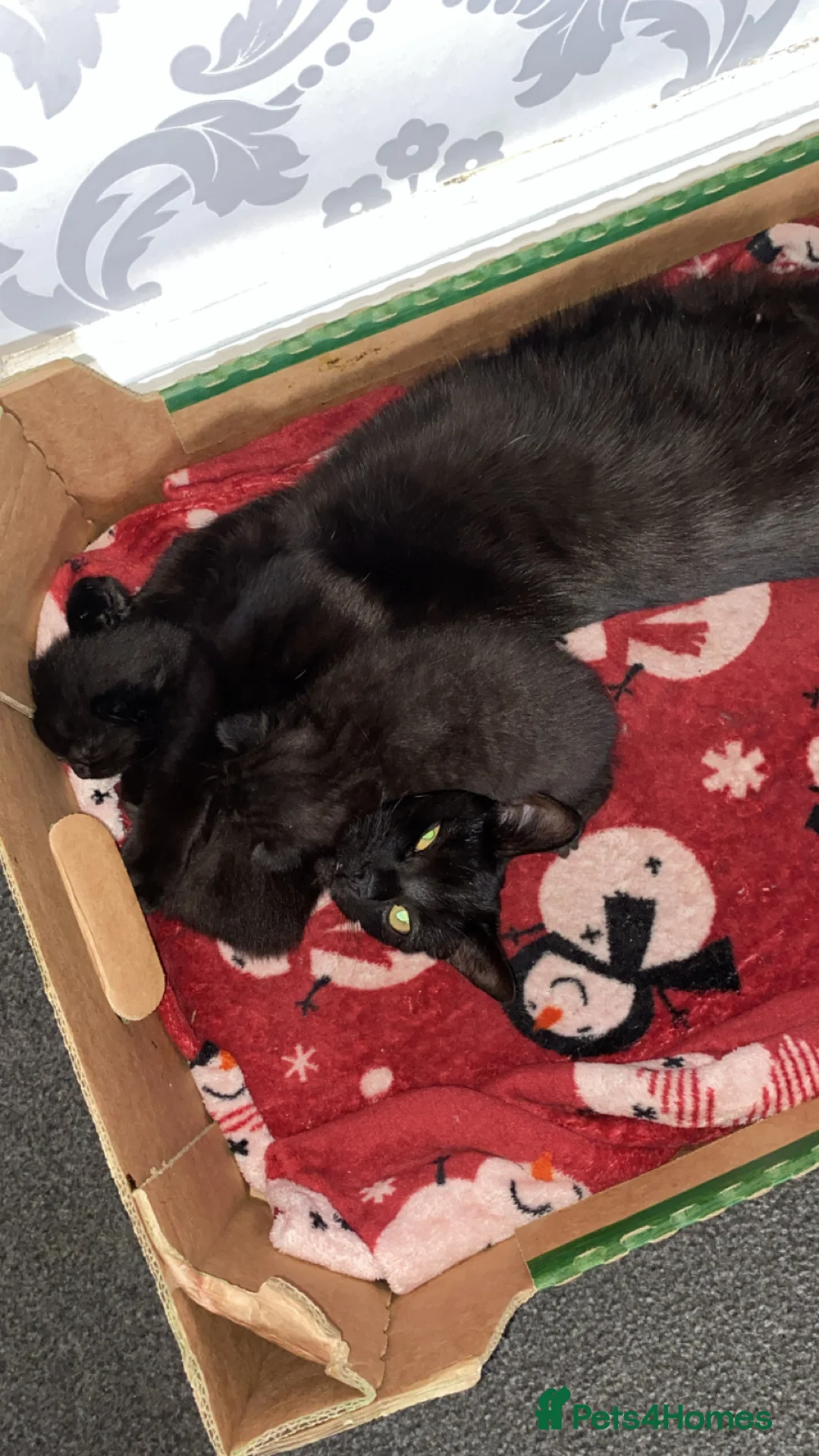 Mixed Breed cats for sale: One boy 💙 one girl ❤️ - Advert 1