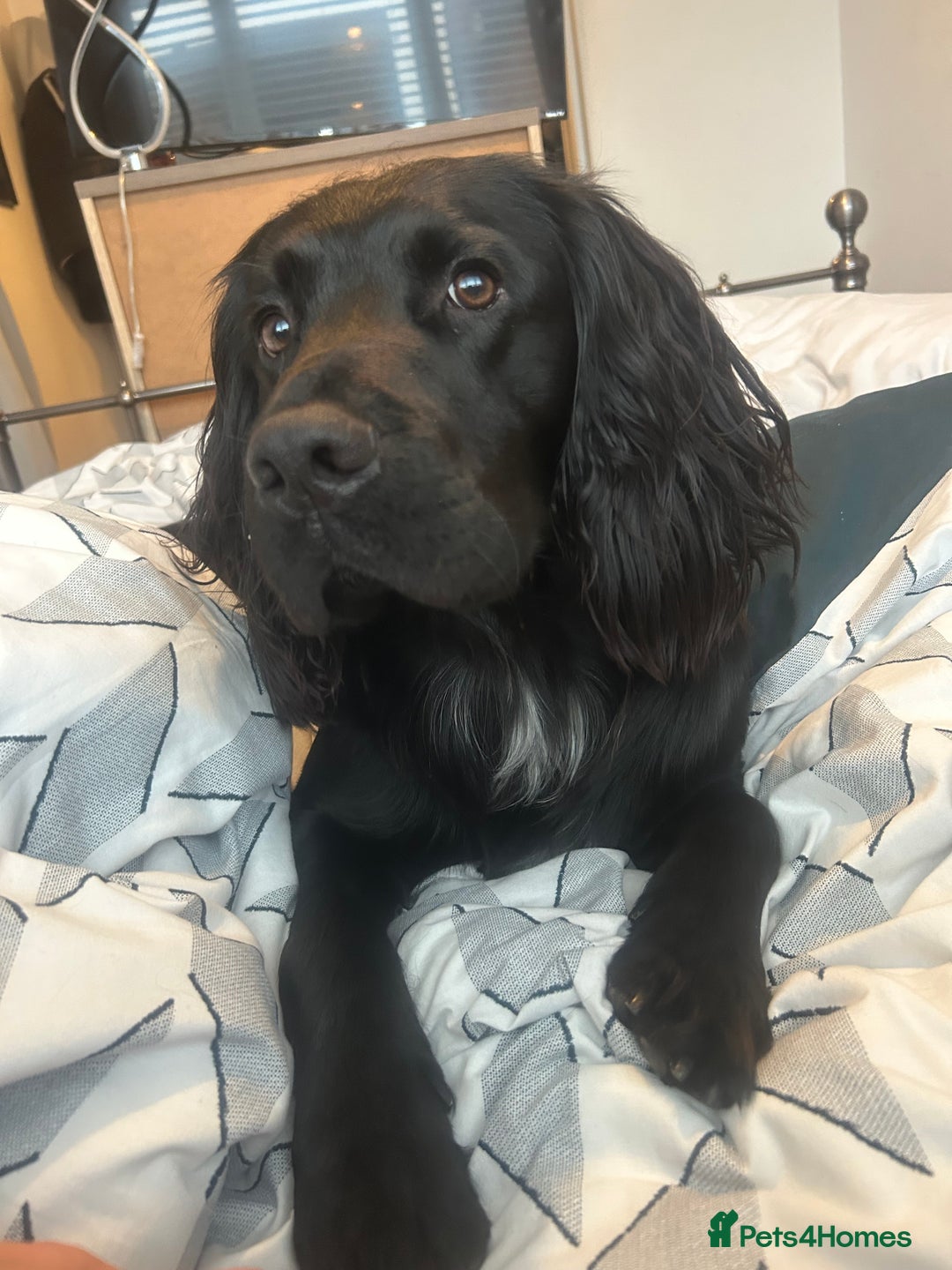 Sprocker dogs for stud: Large sprocker for stud - Advert 7