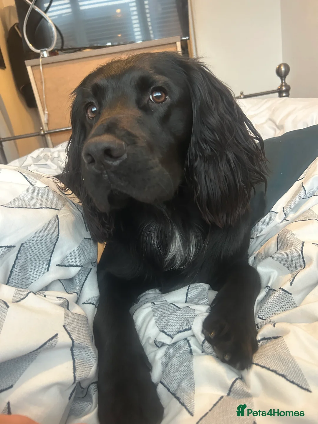 Sprocker dogs for stud: Large sprocker for stud - Advert 7