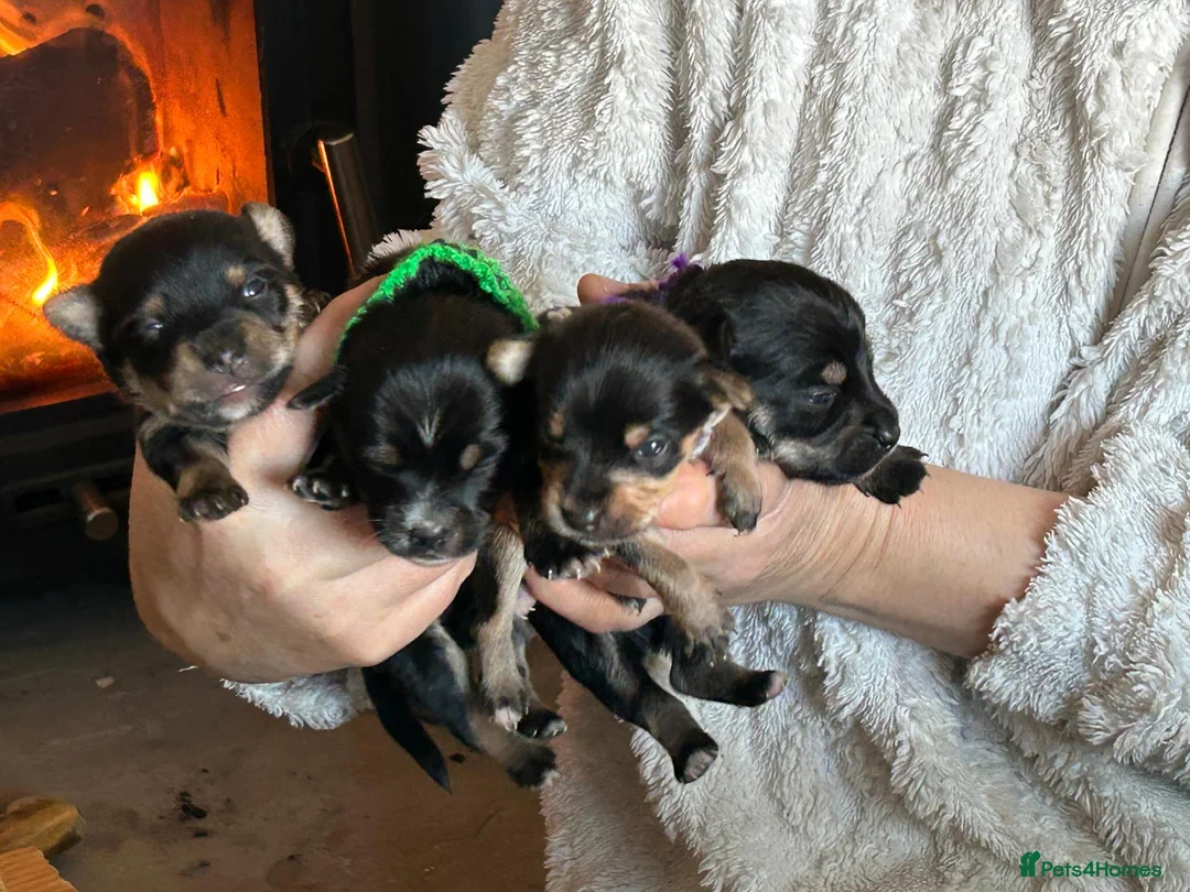 Chorkie dogs for sale: Mixed breed / Chorkie / small breed - Advert 8