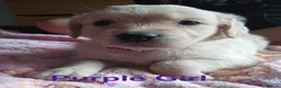 Golden Retriever dogs for sale: Beautiful Home Raised Golden Retriever Puppies - Advert 22